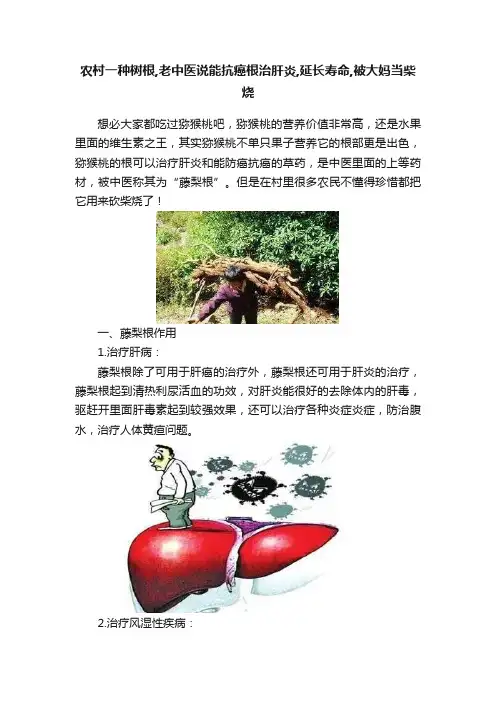 农村一种树根,老中医说能抗癌根治肝炎,延长寿命,被大妈当柴烧