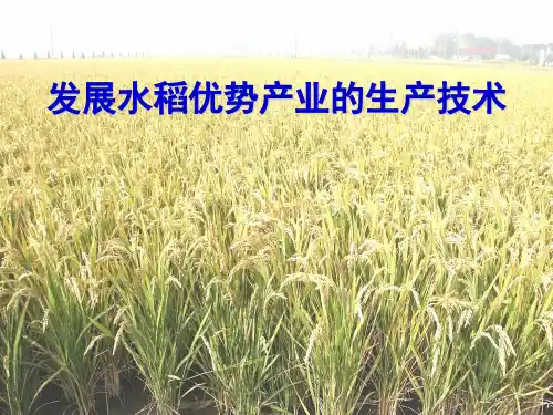 发展水稻优势产业的生产技术(PPT 115页)