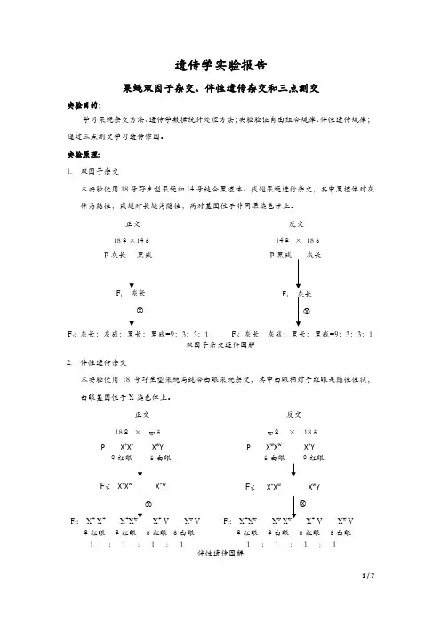 遗传学实验报告——果蝇杂交实验