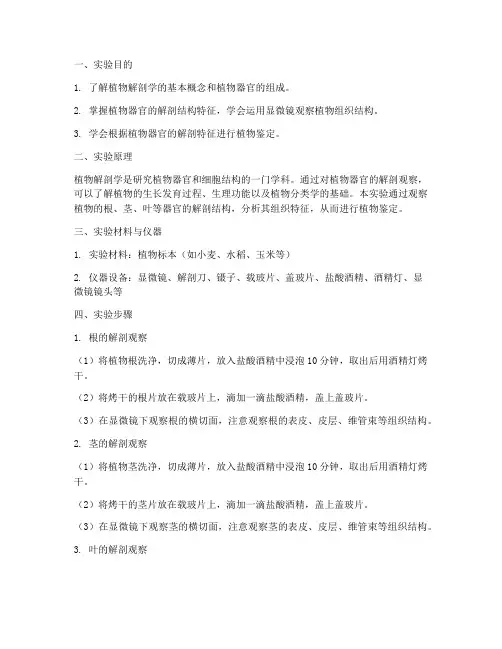 植物解剖鉴定实验报告