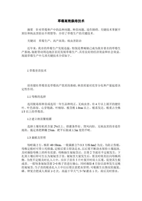草莓高效栽培技术