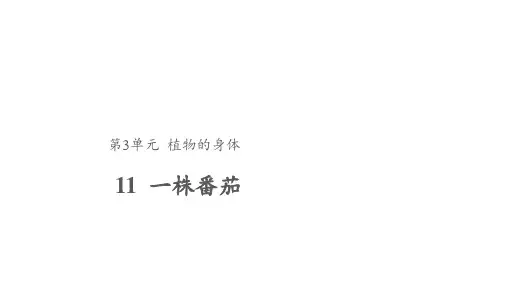 粤教粤科版小学科学三年级下册科学11 一株番茄 课件1