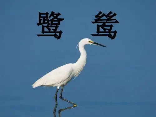 鹭鸶