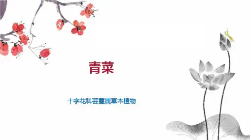 青菜    