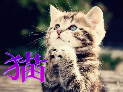 猫优质课件完美版课件PPT课件