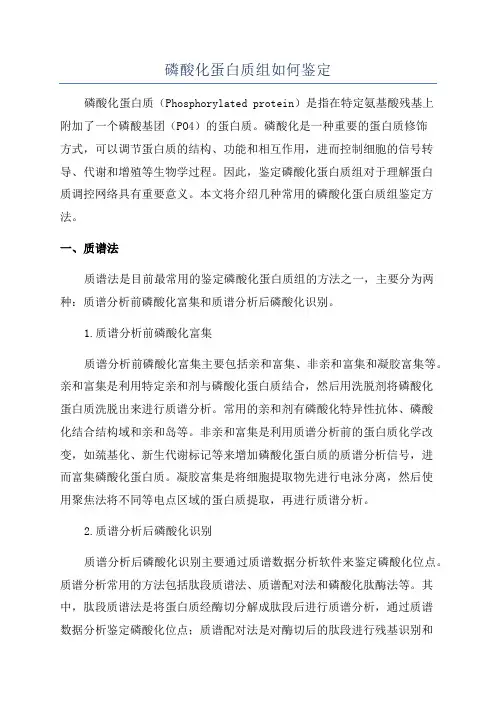 磷酸化蛋白质组如何鉴定
