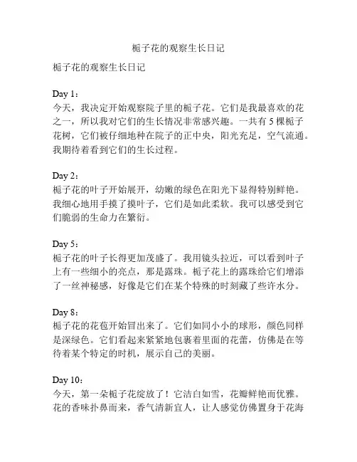 栀子花的观察生长日记