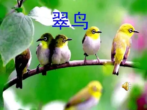 三年级下册《翠鸟》ppt课件