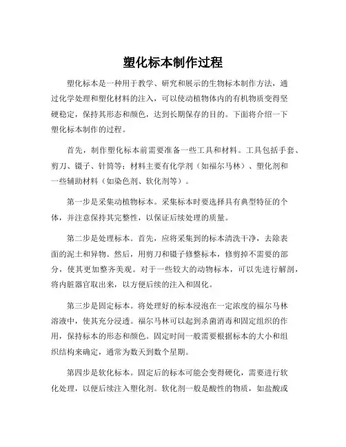 塑化标本制作过程