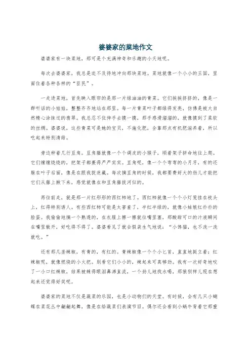 婆婆家的菜地作文