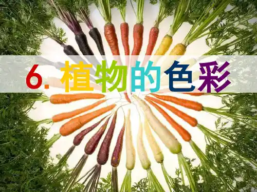 光合色素的提取与分离
