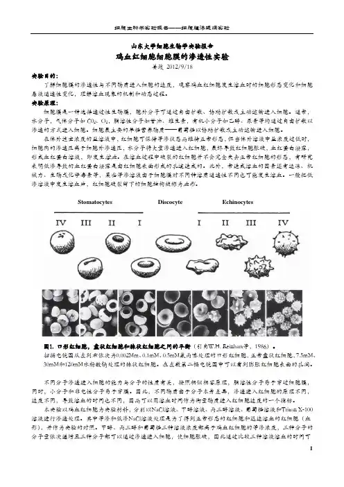 细胞生物学实验报告——细胞渗透性