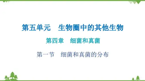 人教版生物八年级上册 第五单元第四章第一节  细菌和真菌的分布课件(共18张PPT)
