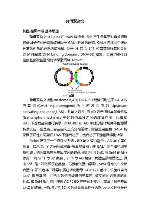 酵母双杂交