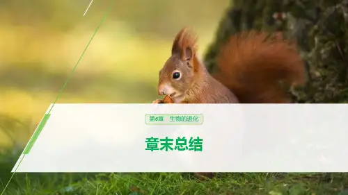 人教版高中生物必修二   第6章 生物的进化 章末总结