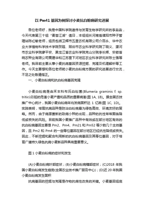 以Pm41基因为例探讨小麦抗白粉病研究进展