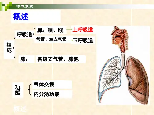 呼吸系统PPT课件