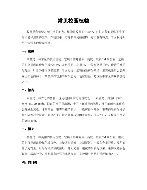 常见校园植物