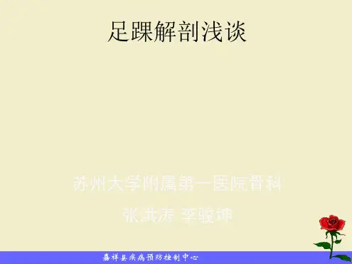 足踝部解剖讲座