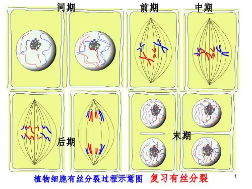 高中生物新教材减数分裂ppt课件