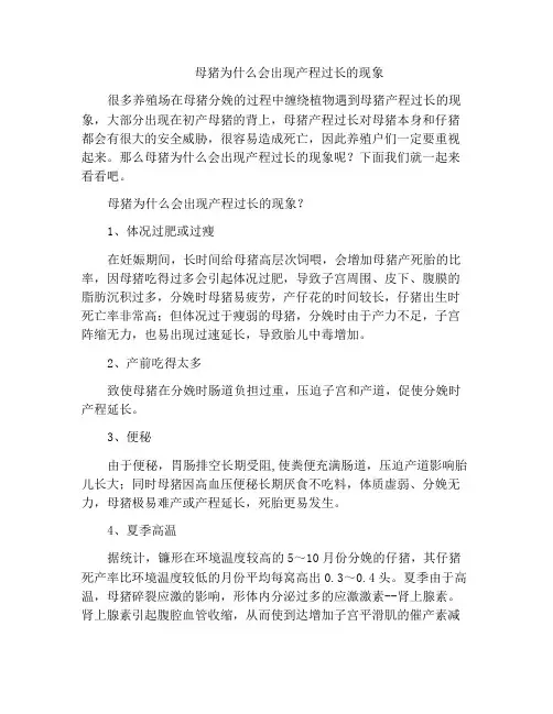 母猪为什么会出现产程过长的现象