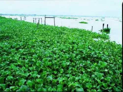 生物入侵者公开课版PPT教学课件