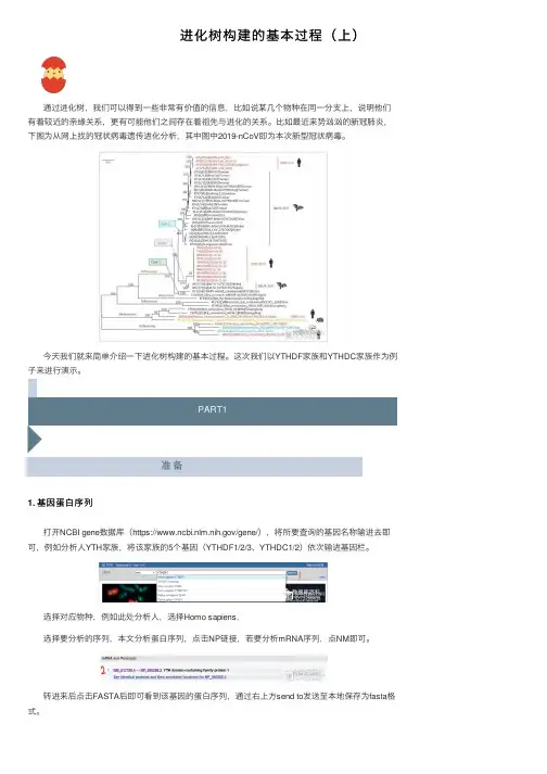 进化树构建的基本过程（上）