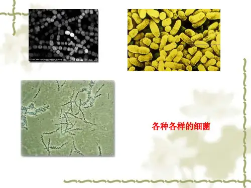 人教版必修三第二章第四节 免疫调节 课件 (共53张PPT)
