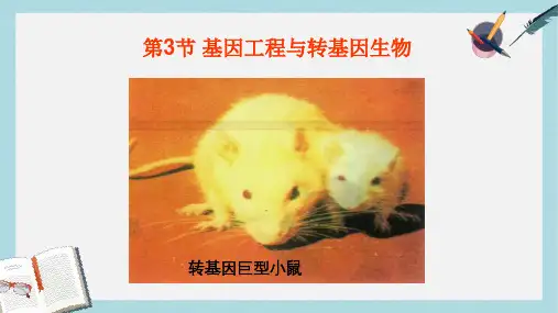 沪科版高中生命科学第二册6.3《基因工程与转基因生物》ppt课件4