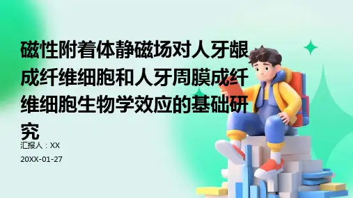 磁性附着体静磁场对人牙龈成纤维细胞和人牙周膜成纤维细胞生物学效应的基础研究