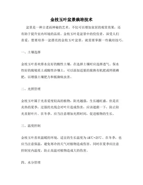 金枝玉叶盆景栽培技术