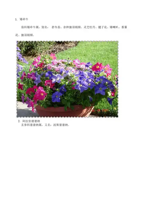 常见草本植物图鉴