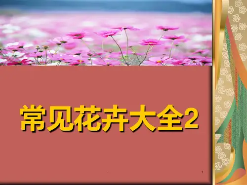 常见花卉大全PPT课件