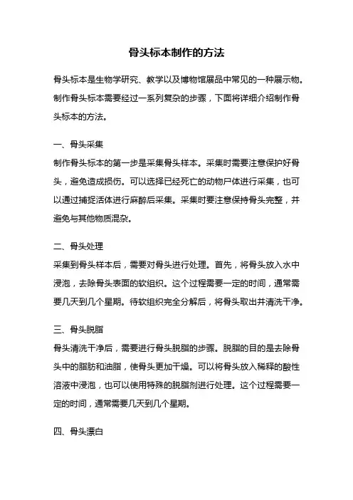 骨头标本制作的方法