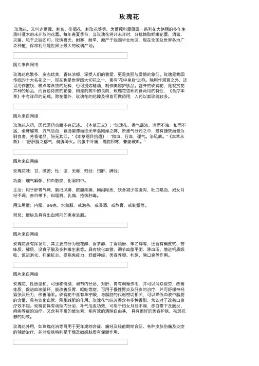 玫瑰花——精选推荐