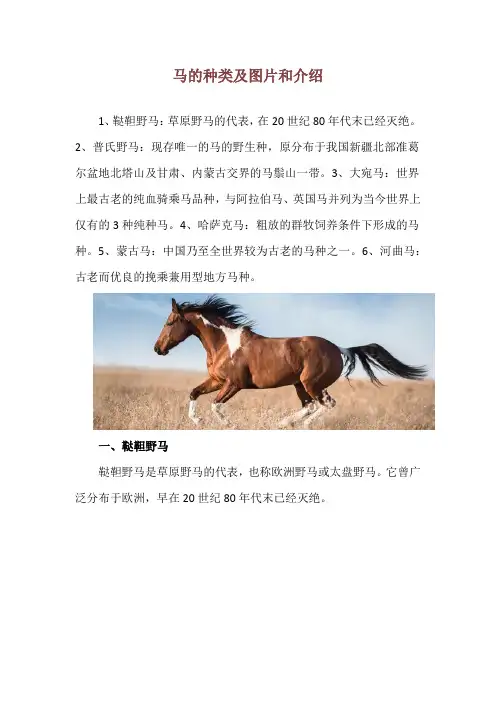 马的种类及图片和介绍