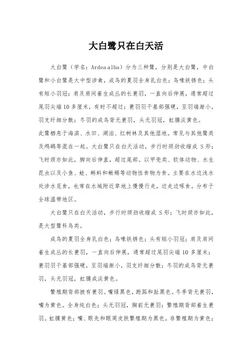 大白鹭只在白天活