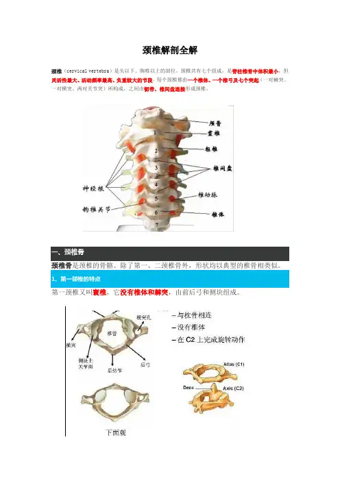 颈椎解剖图