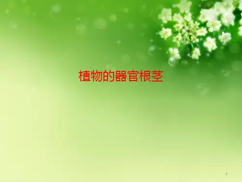 植物的器官根茎