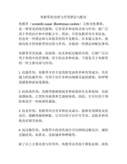 鱼腥草的功效与作用禁忌与配伍