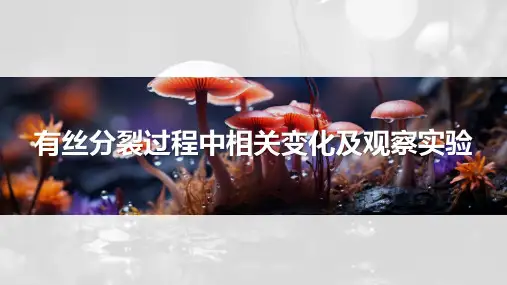 有丝分裂过程中相关变化及观察实验-高考生物复习
