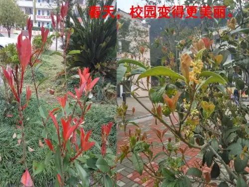 那树 示范课课件