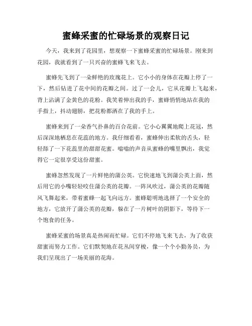 小学三年级作文蜜蜂采蜜的忙碌场景的观察日记