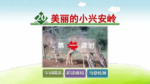 《美丽的小兴安岭》课件第一课时