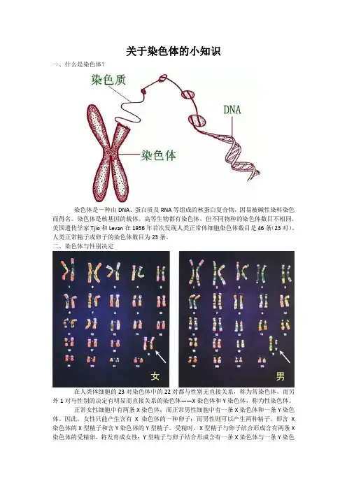关于染色体的小知识