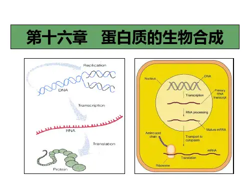 蛋白质生物合成医药经济ppt课件