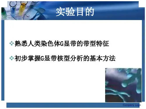 实验二人类染色体核型分析ppt课件