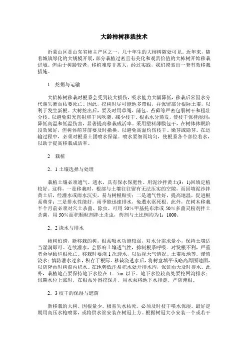 大龄柿树移栽技术