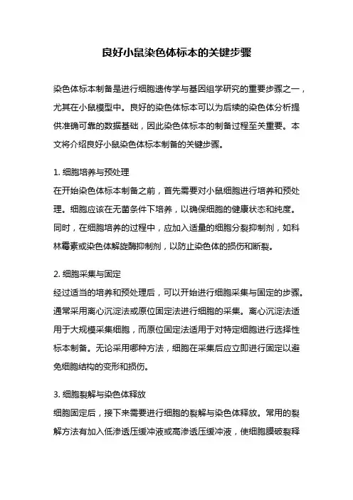 良好小鼠染色体标本的关键步骤