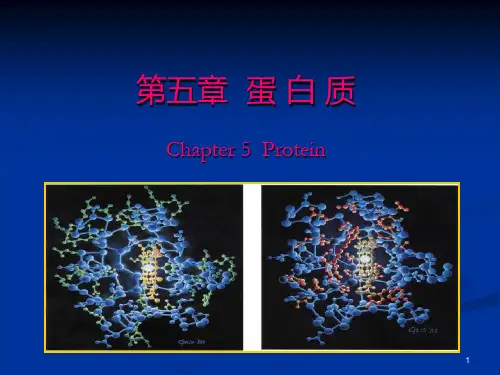 食品化学05第五章 蛋白质详解